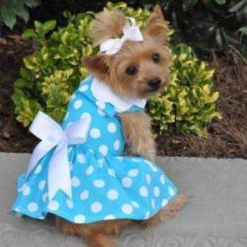 Dog wearing Blue polka dress with white collar and white satin bow