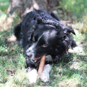 12" Jumbo Bully Stick.