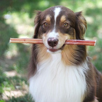 12" Jumbo Bully Stick.