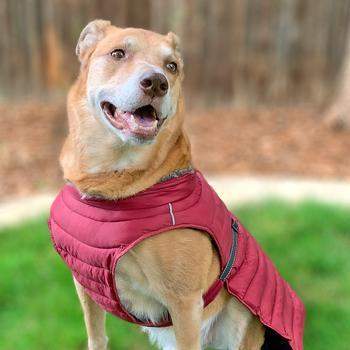 Alpine Extreme Weather Puffer Dog Coat - Burgundy.