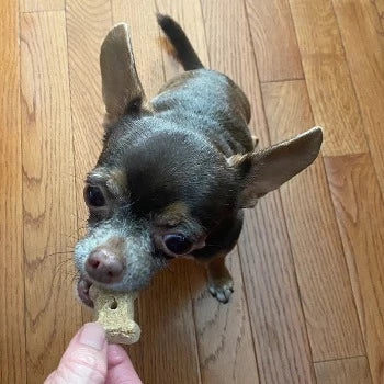 CocoTherapy Coco-Milk Bones Ginger Snaps Biscuit