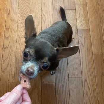 CocoTherapy Coco-Milk Bones Red Velvet Biscuit