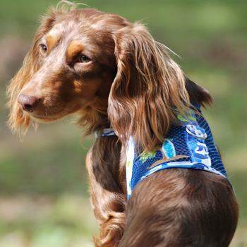 Cool Mesh Dog Harness - Surfboard Blue & Green.