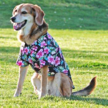 Hawaiian Camp Dog Shirt - Paradise Nights.