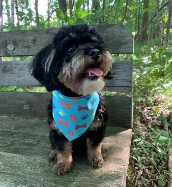 Dog & Me Reversible Party Bones Dog Bandana