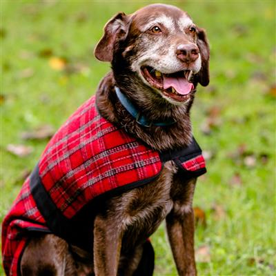 HuggleHounds Plaid Wool Blanket Coat.
