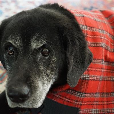 HuggleHounds Plaid Wool Blanket Coat.