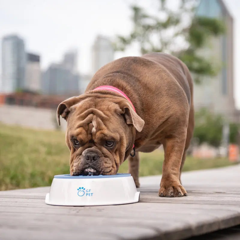 GF Pet Dog Ice Bowl-Paws & Purrs Barkery & Boutique