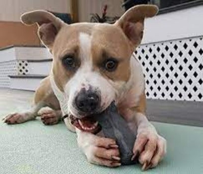 Indestructibone Original Pro Grade Chew Toy - Dogs 16-29 lbs