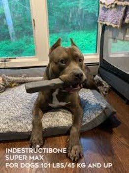 Indestructibone Super Max -Pro Grade Chew Toy Dogs 101 lbs +