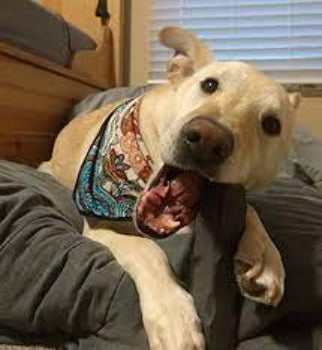 Indestructibone XL - Pro Grade Chew Toy - Dogs 30-50 lbs