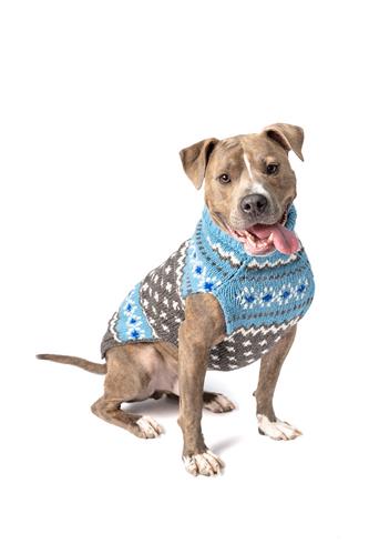 Chilly Dog Light Blue Fairisle Dog Sweater-Paws & Purrs Barkery & Boutique