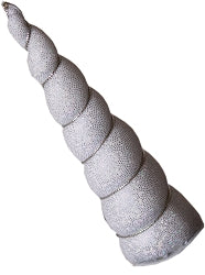 Unicorn Horn