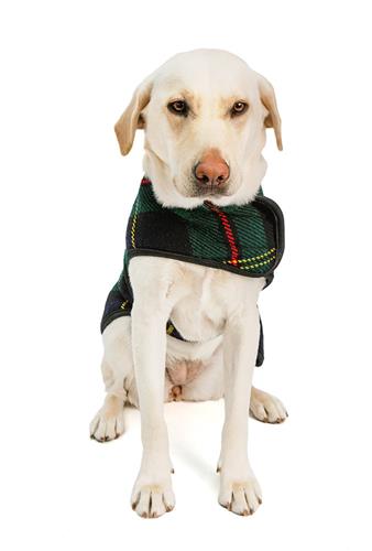 Plaid Christmas Dog Harness