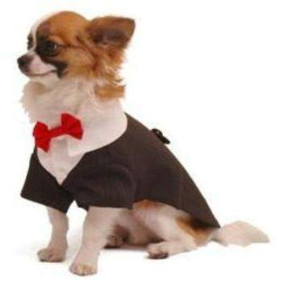 Small dog wearing a black tuxedo with a red bow tie on a white background