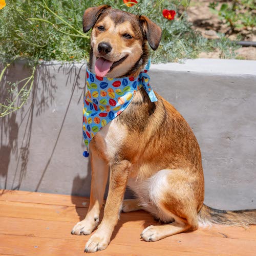 Huxley & Kent Party Time Birthday Dog Bandana-Paws & Purrs Barkery & Boutique