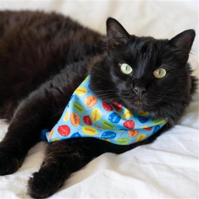 Huxley & Kent Party Time Birthday Dog Bandana-Paws & Purrs Barkery & Boutique