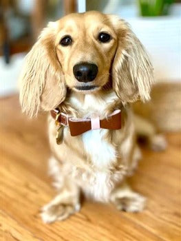Poise Pup Bella Rose Bow Leather Dog Bow Tie