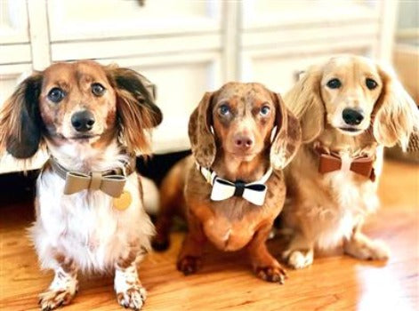 Poise Pup Bella Rose Bow Leather Dog Bow Tie