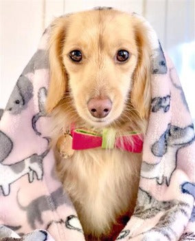 Poise Pup Candy Swirl Leather Dog Bow Tie