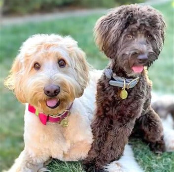 Poise Pup Candy Swirl Leather Dog Bow Tie