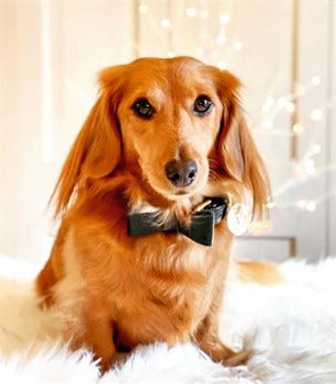 Poise Pup Dark Night Leather Dog Bow Tie