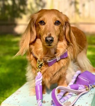 Poise Pup Lavish Lavender Leather Dog Bow Tie