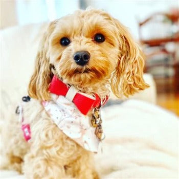 Poise Pup Melting Hearts Leather Dog Bow Tie