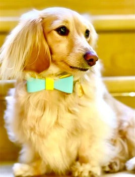 Poise Pup Sunshine Babe Leather Dog Bow Tie