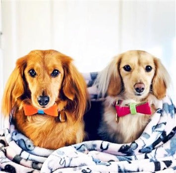 Poise Pup Vibrant Sunset Leather Dog Bow Tie