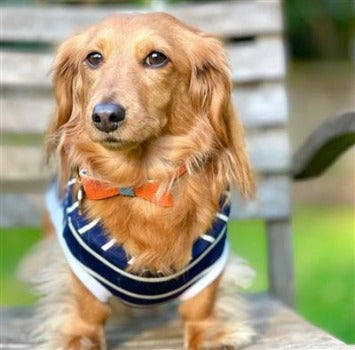 Poise Pup Vibrant Sunset Leather Dog Bow Tie