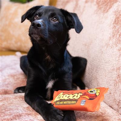 Lulubelles Rosco's Pee-Nut Mutter Pups Dog Toy-Paws & Purrs Barkery & Boutique