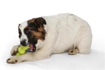 Rumpus Dog Chew Toy.