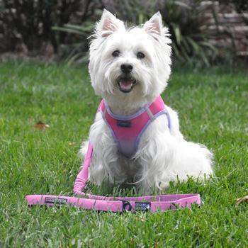 Soft Pull Traffic Dog Leash - Candy Pink.