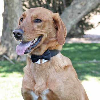 Universal Dog Bow Tie - Tan Plaid.