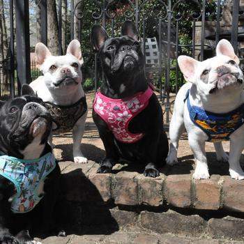 Wrap & Snap Choke Free Dog Harness - Surfboards & Palms.