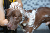 What Is The Best Dog Shampoo For Dry, Irritated Skin