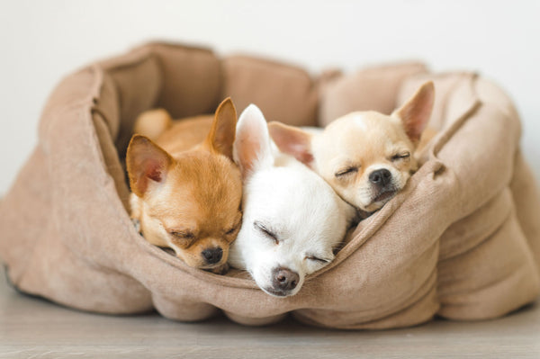 How to Find the Ideal Bed for Your Pet