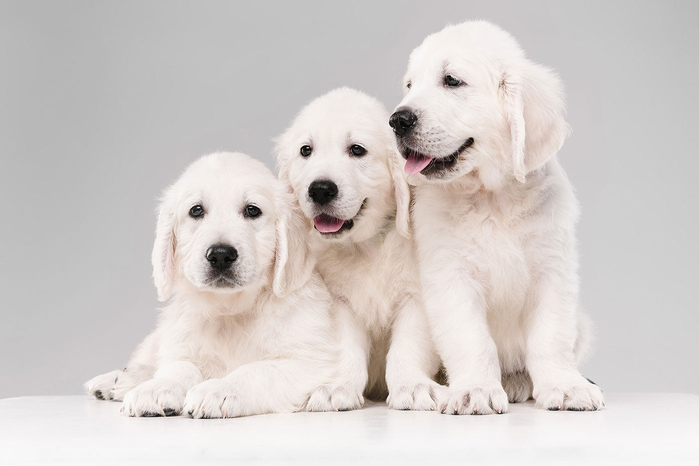 Benefits of Topical Balm for Pets