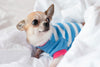 Keeping Your Pet Warm With Luxury Pet Couture Blankets