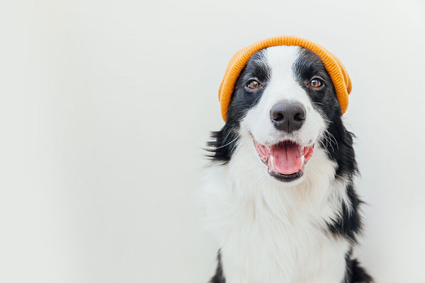 Do Clothes Help Dogs With Anxiety?