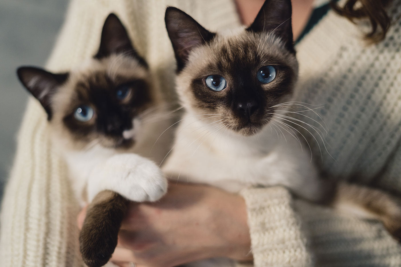 What are the Best Toys for Indoor Cats?
