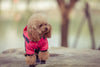 How to Pick Upscale Clothing for your Furry Friend