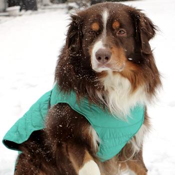Dog wearing a teal coat standing in the snow
