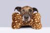 Fluff & Tuff Bambi Bone Plush Dog Toy