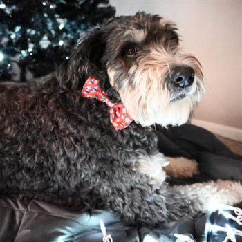 Huxley & Kent Bedecked Dog Bow Tie
