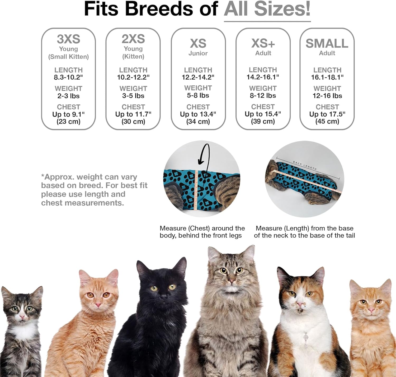 BellyGuard Post Surgery Recovery Suit for Cats