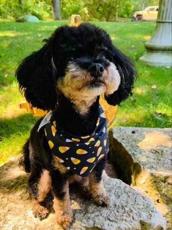 Candy Corn Dog Bandana