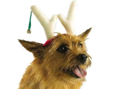 Holiday Reindeer Dog Antlers