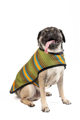 Camp Green Blanket Dog Coat